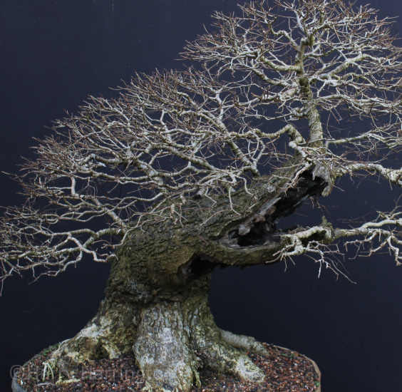 elm bonsai ramification